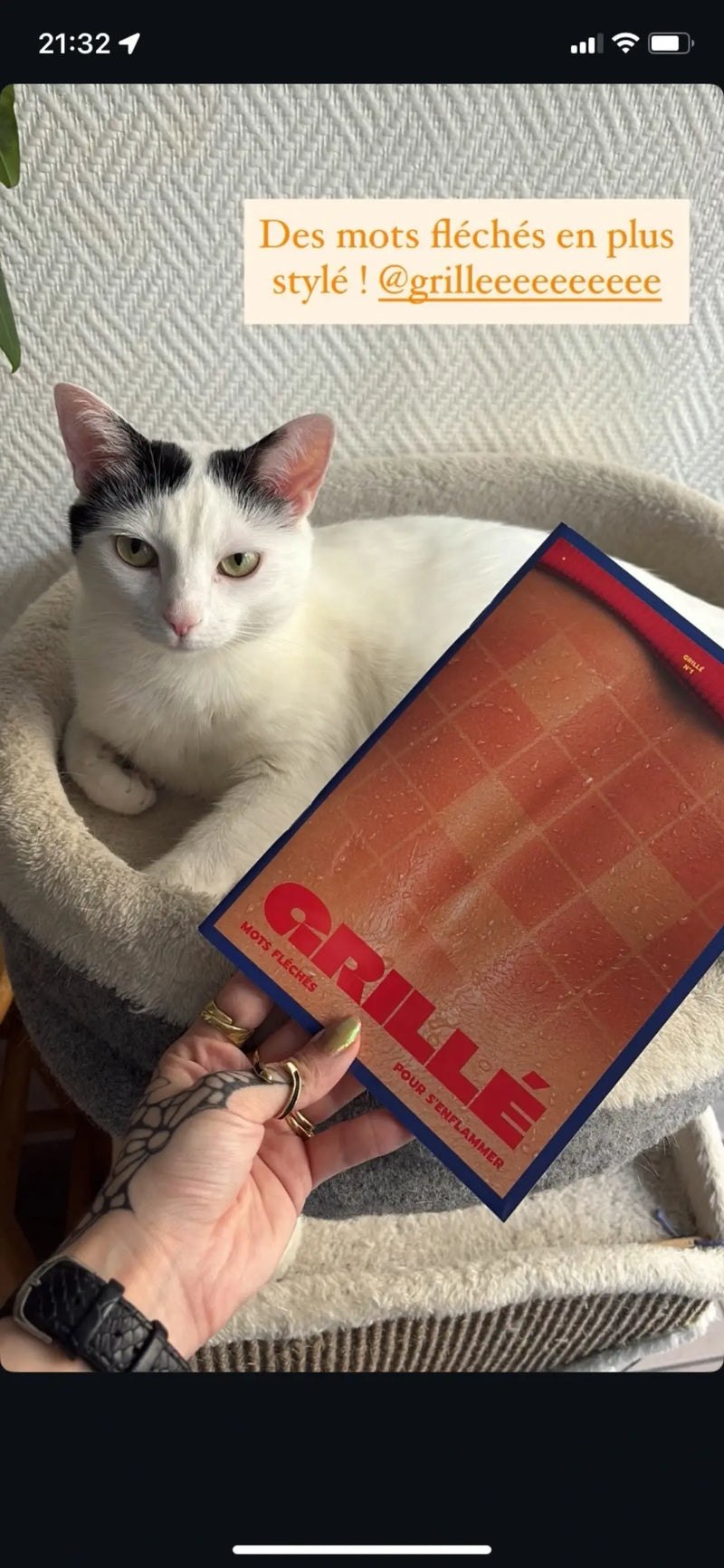 Chat blanc dans son panier avec cahier de mots fléchés GRILLÉ niveau Chaud
